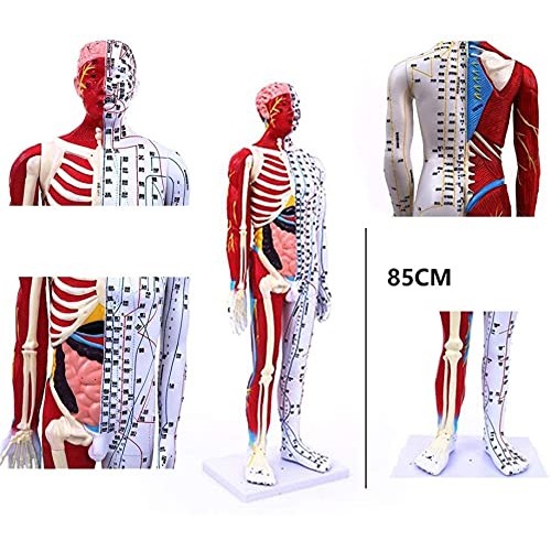 Anatomy Model, 85Cm Acupuncture Model - Human Muscle Skeleton Anatomical Mode...