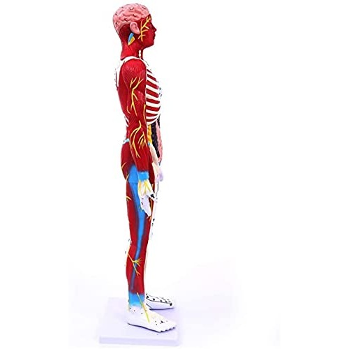 Anatomy Model, 85Cm Acupuncture Model - Human Muscle Skeleton Anatomical Mode...