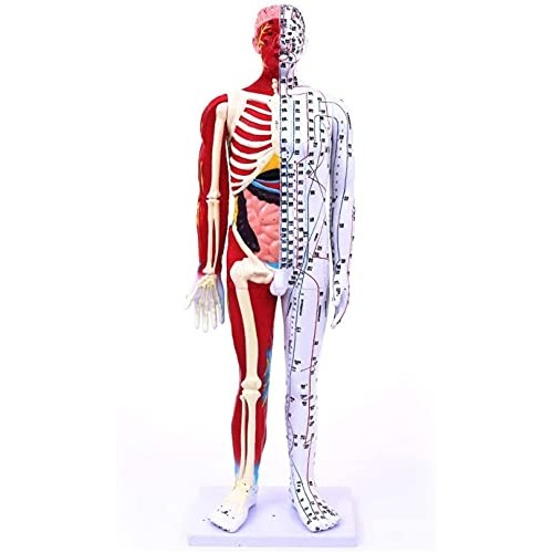 Anatomy Model, 85Cm Acupuncture Model - Human Muscle Skeleton Anatomical Mode...