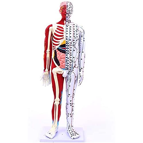 Anatomy Model, 85Cm Acupuncture Model - Human Muscle Skeleton Anatomical Mode...