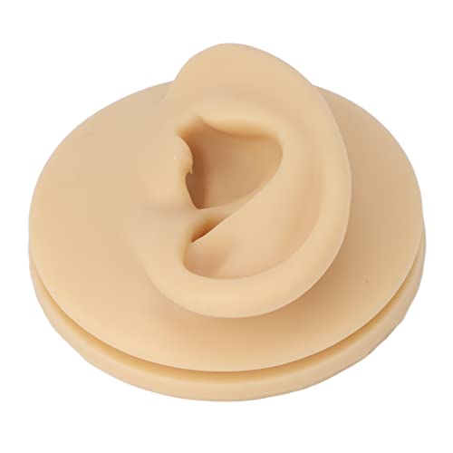Right Acupuncture Ear Model, Ear Model Life-size for Educational Science Kits...