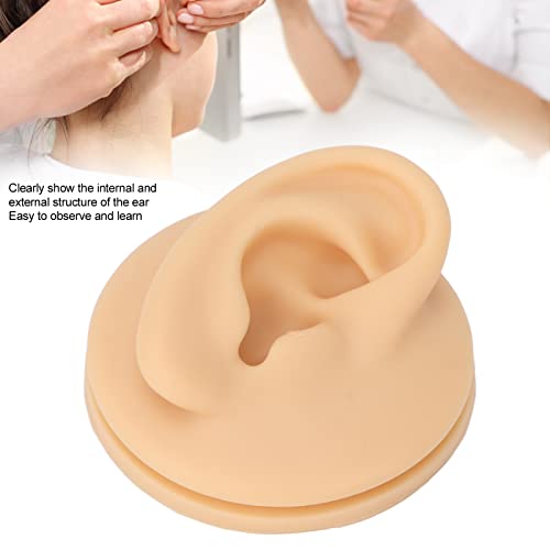 Right Acupuncture Ear Model, Ear Model Life-size for Educational Science Kits...