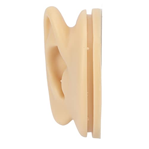 Right Acupuncture Ear Model, Ear Model Life-size for Educational Science Kits...