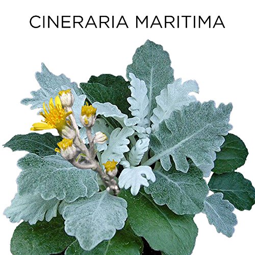 Similasan Aging Eye Relief 0.33 Fluid Ounce, for Temporary Relief from Dry Ey...