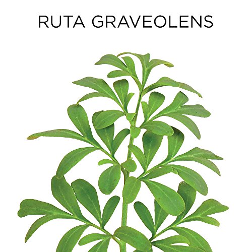 Similasan Aging Eye Relief 0.33 Fluid Ounce, for Temporary Relief from Dry Ey...