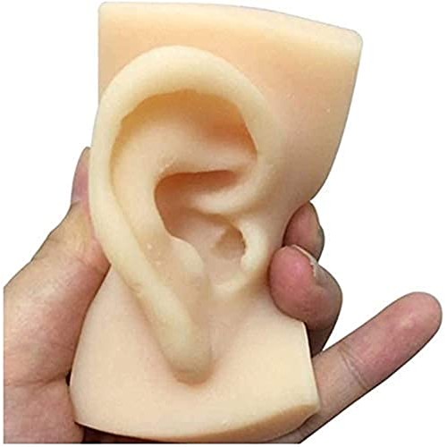 Anatomy Model, Silicone Ear Model - 1 Pair Silicone Ear Acupuncture Practice ...