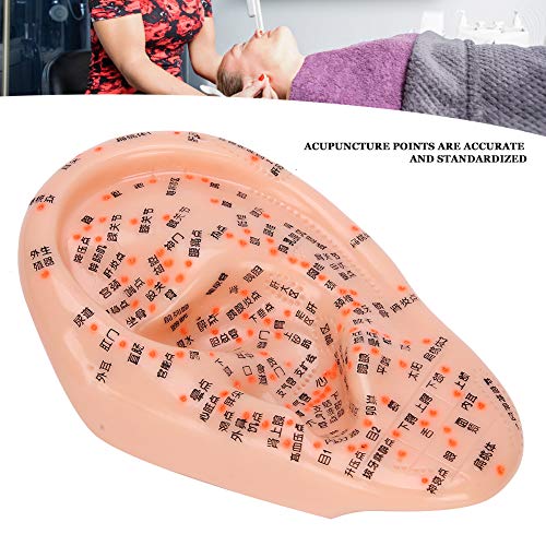 Human Ear Acupuncture Ear Acupuncture Model Ear with Acupuncture Points Ear A...