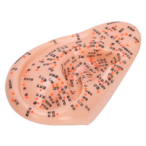 Human Ear Acupuncture Ear Acupuncture Model Ear with Acupuncture Points Ear A...