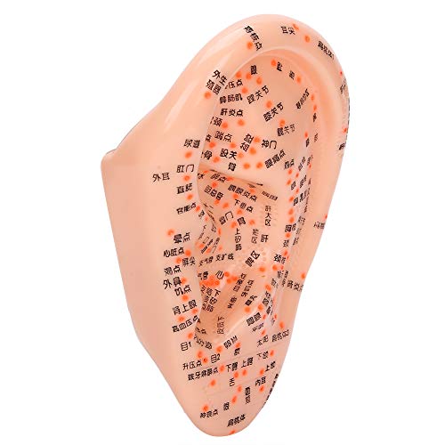 Human Ear Acupuncture Ear Acupuncture Model Ear with Acupuncture Points Ear A...