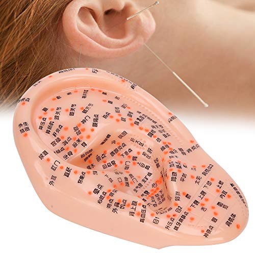 Human Ear Acupuncture Model, Professional Medical Acupuncture Ear with Acupun...