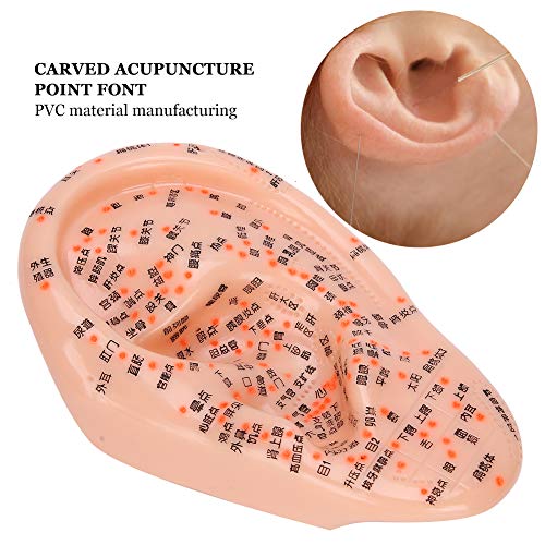 Human Ear Acupuncture Model, Professional Medical Acupuncture Ear with Acupun...
