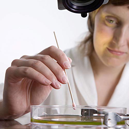 6" Cotton Swabs Wooden Handles Cotton Tipped Applicator Wood Sticks with Sing...