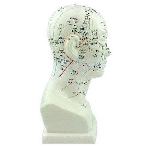 Acupuncture Human Head Model 9'' Height
