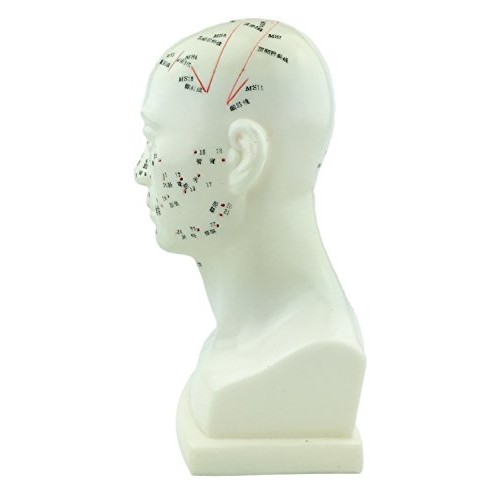 Acupuncture Human Head Model 9'' Height