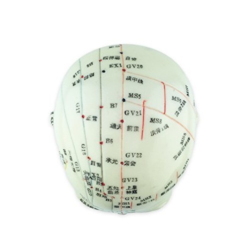 Acupuncture Human Head Model 9'' Height