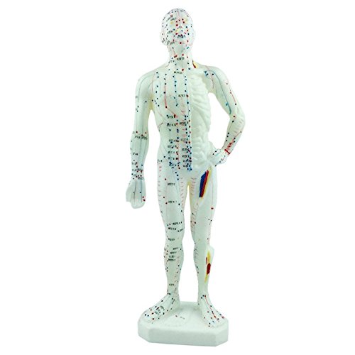 Acupuncture Model of Human Body *TOP Quality* Plastic with Meridian Points (11)