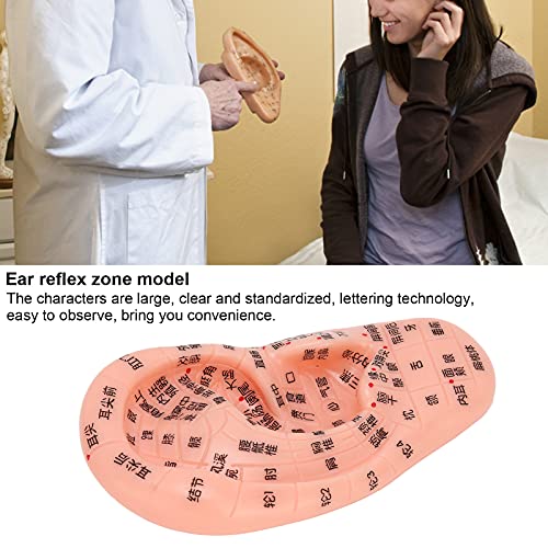 Vbestlife Ear Acupuncture Model, Easy to Observe Accurate Clear Multipurpose ...