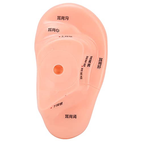 Vbestlife Ear Acupuncture Model, Easy to Observe Accurate Clear Multipurpose ...