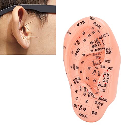 Vbestlife Ear Acupuncture Model, Easy to Observe Accurate Clear Multipurpose ...