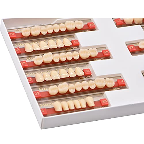 84 Pcs Dental Synthetic Resin Tooth Denture 3 Sets False Teeth for Halloween ...