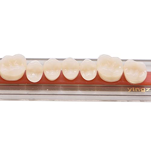 84 Pcs Dental Synthetic Resin Tooth Denture 3 Sets False Teeth for Halloween ...