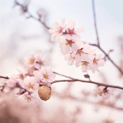 Weleda Stretch Mark Pregnancy Massage Oil, 3.4 Fluid Ounce, Plant Rich Oil wi...