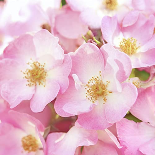 Weleda Wild Rose 24h Deodorant Spray, 3.4 Ounce