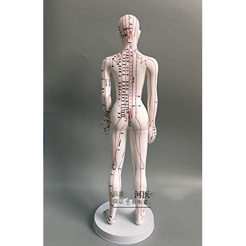 WellieSTR 1 Piece Female Acupuncture Model Female Model Human Body Acupunctur...