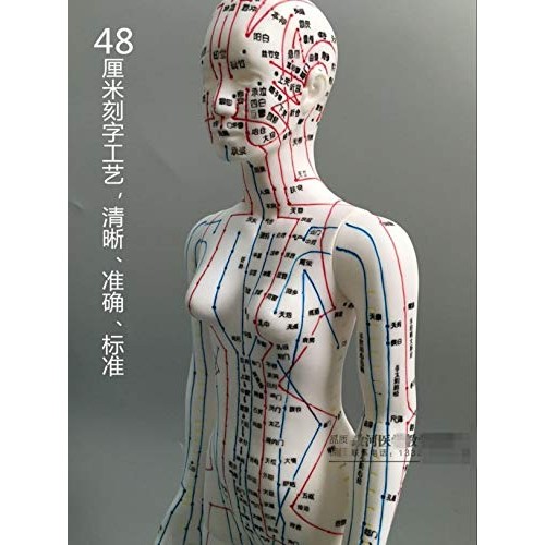 WellieSTR 1 Piece Female Acupuncture Model Female Model Human Body Acupunctur...