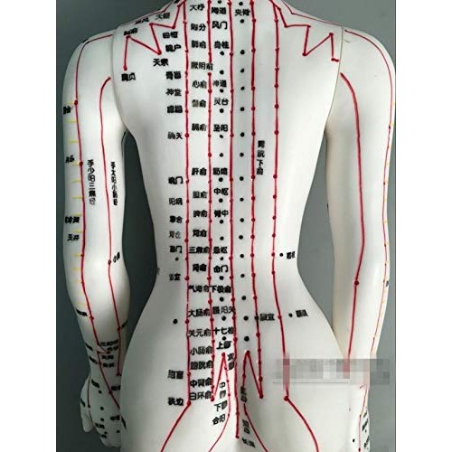 WellieSTR 1 Piece Female Acupuncture Model Female Model Human Body Acupunctur...