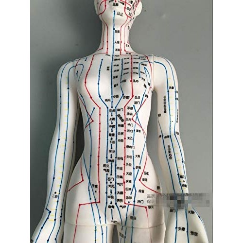 WellieSTR 1 Piece Female Acupuncture Model Female Model Human Body Acupunctur...