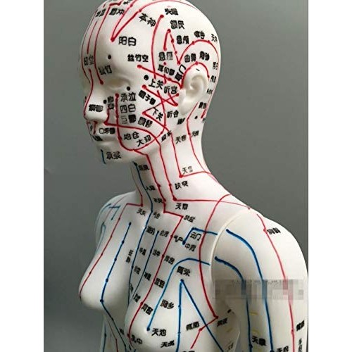 WellieSTR 1 Piece Female Acupuncture Model Female Model Human Body Acupunctur...