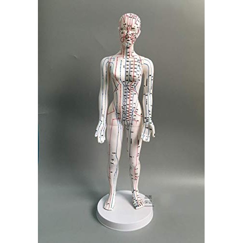 WellieSTR 1 Piece Female Acupuncture Model Female Model Human Body Acupunctur...