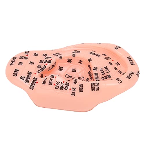 Ear Zone Model, Comfortable Touching Human Ear Acupuncture Model Ear Acupoint...