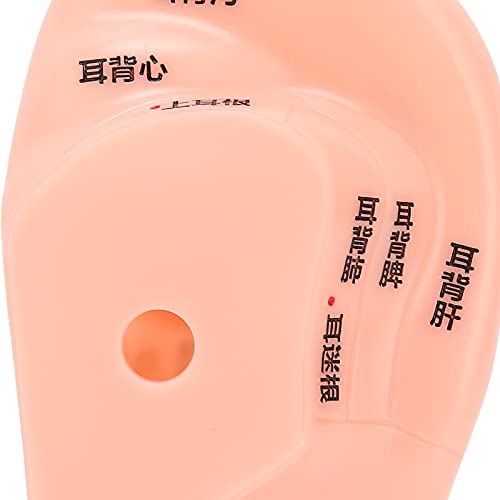 Ear Zone Model, Comfortable Touching Human Ear Acupuncture Model Ear Acupoint...