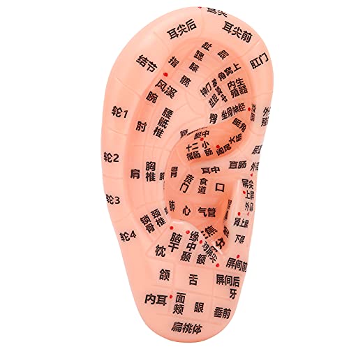 Ear Zone Model, Comfortable Touching Human Ear Acupuncture Model Ear Acupoint...
