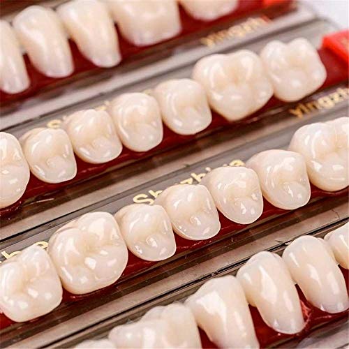 3 Set Of 84 Full Mouth Denture Dental Acrylic Resin Teeth for Halloween Horro...