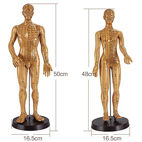 Human Acupuncture Model, Model Anatomy Professional Medical Acupuncture ，20"...