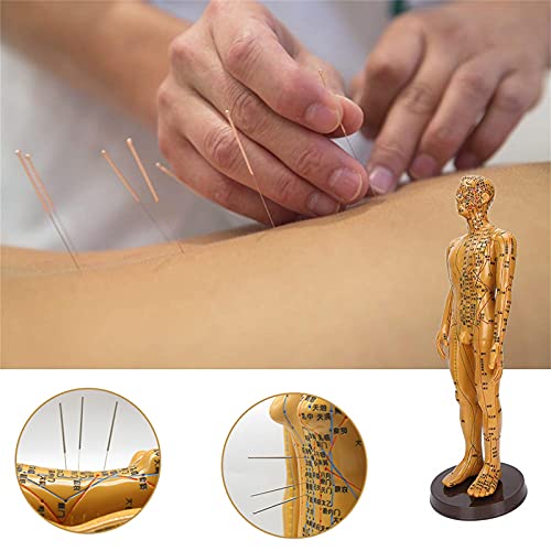 Human Acupuncture Model, Model Anatomy Professional Medical Acupuncture ，20"...