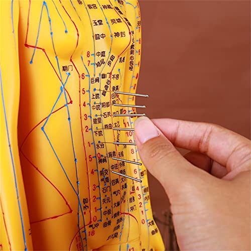 Human Acupuncture Model, Model Anatomy Professional Medical Acupuncture ，20"...