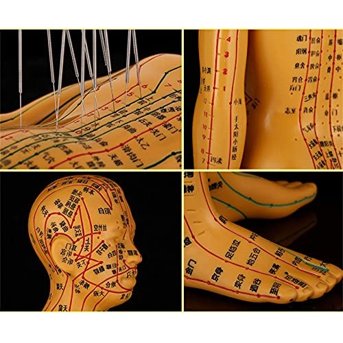 Human Acupuncture Model, Model Anatomy Professional Medical Acupuncture ，20"...