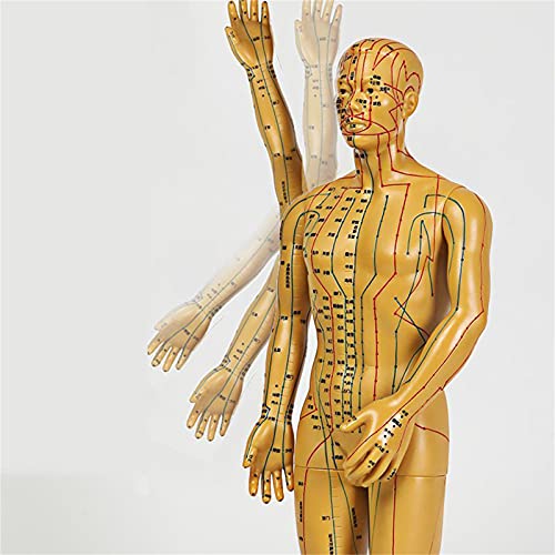 Human Acupuncture Model, Model Anatomy Professional Medical Acupuncture ，20"...