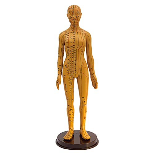 Human Acupuncture Model, Model Anatomy Professional Medical Acupuncture ，20"...