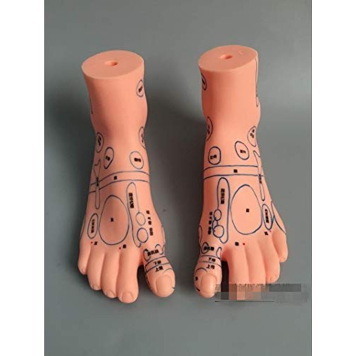 ZHONGJIUYUAN Reflex Zone Massage Model Set, Not Acupuncture Model, Foot Hand ...