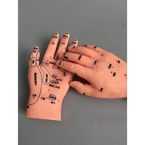 ZHONGJIUYUAN Reflex Zone Massage Model Set, Not Acupuncture Model, Foot Hand ...