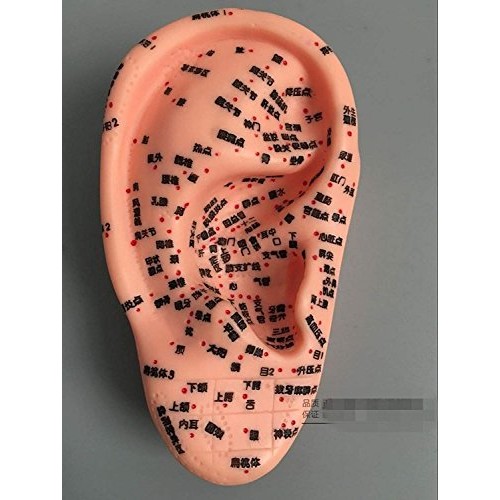 ZHONGJIUYUAN Reflex Zone Massage Model Set, Not Acupuncture Model, Foot Hand ...