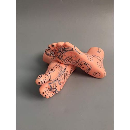 ZHONGJIUYUAN Reflex Zone Massage Model Set, Not Acupuncture Model, Foot Hand ...
