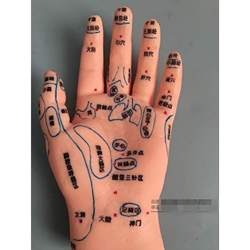 ZHONGJIUYUAN Reflex Zone Massage Model Set, Not Acupuncture Model, Foot Hand ...