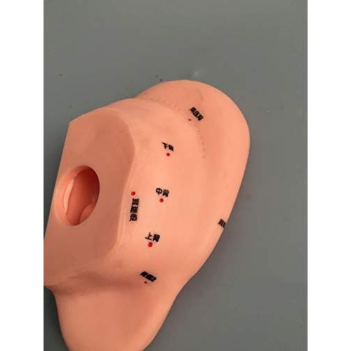 ZHONGJIUYUAN Reflex Zone Massage Model Set, Not Acupuncture Model, Foot Hand ...