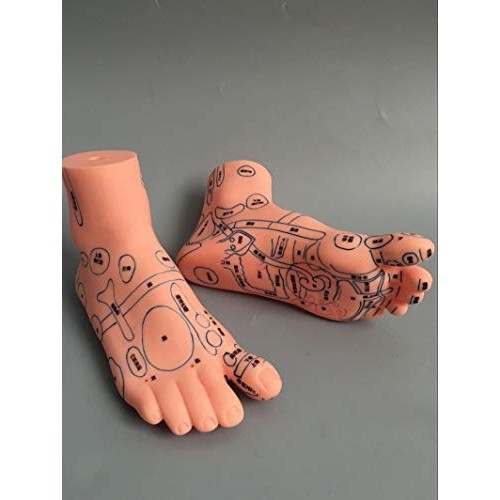 ZHONGJIUYUAN Reflex Zone Massage Model Set, Not Acupuncture Model, Foot Hand ...
